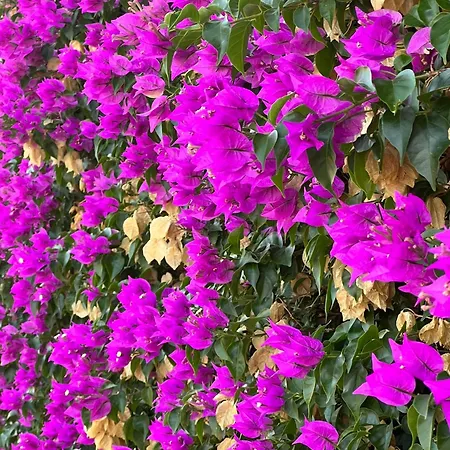 Il Giardino Degli Agrumi Villaggio Mosè