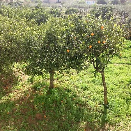 Bed & Breakfast Il Giardino Degli Agrumi Villaggio Mosè